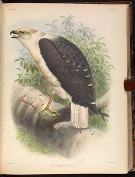 Image of Mantled Hawk