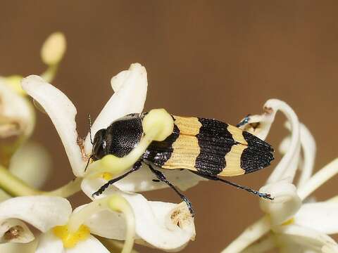 Image of Castiarina bifasciata (Hope 1831)