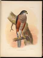 Image of Chestnut-flanked Sparrowhawk