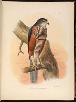 Image of Chestnut-flanked Sparrowhawk