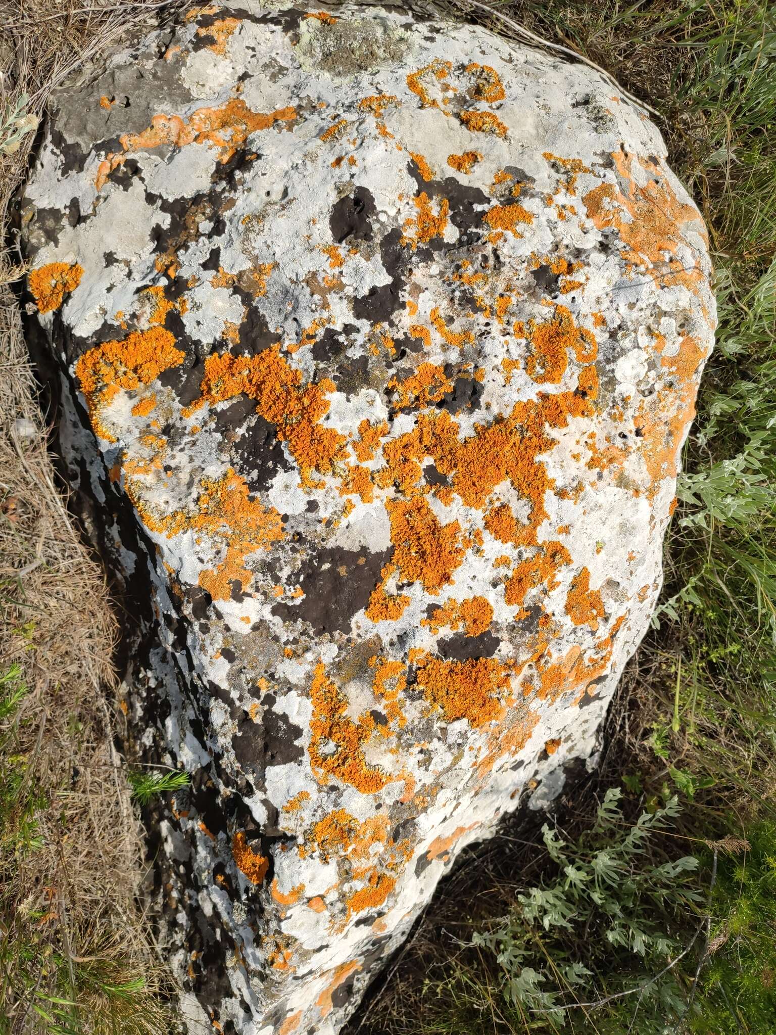 Imagem de Xanthoria calcicola Oxner