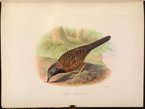 Image of Phaenostictus Ridgway 1909