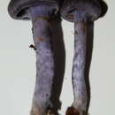 Image of Cortinarius sericeolazulinus Ammirati, Halling & Garnica 2007