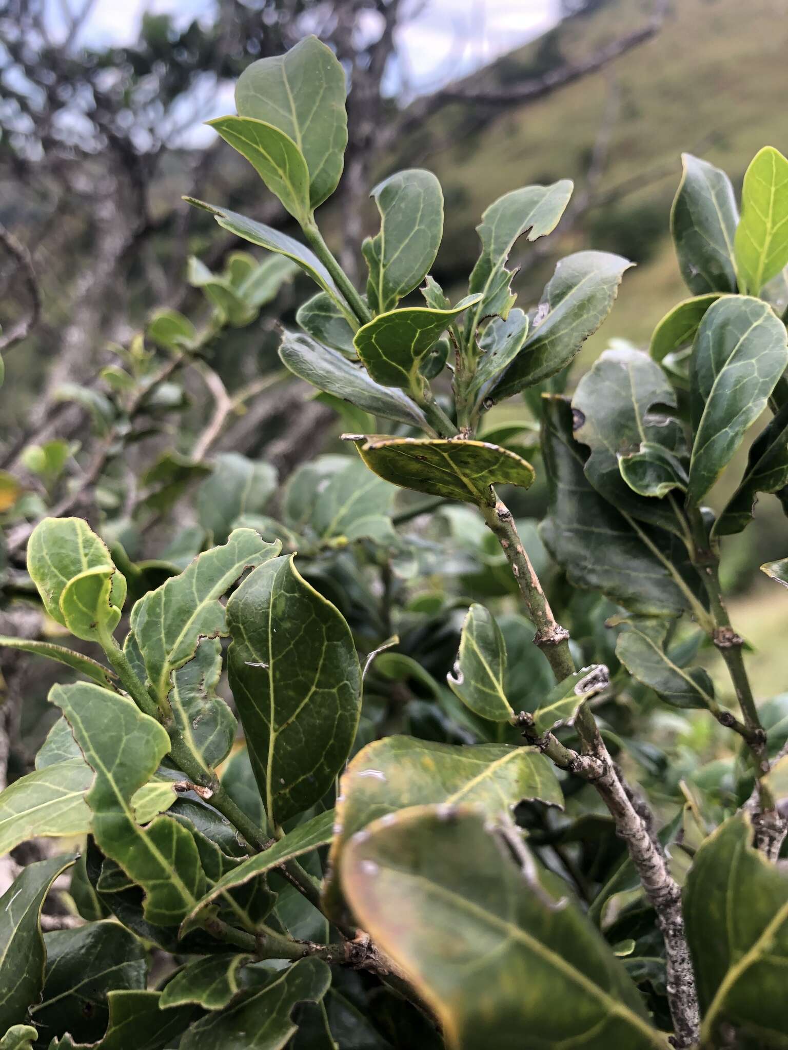 صورة Psydrax obovata subsp. elliptica Bridson