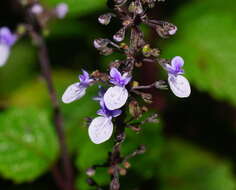 Imagem de <i>Coleus australis</i>