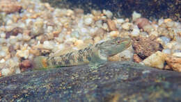 Image of Rhinogobius leavelli (Herre 1935)