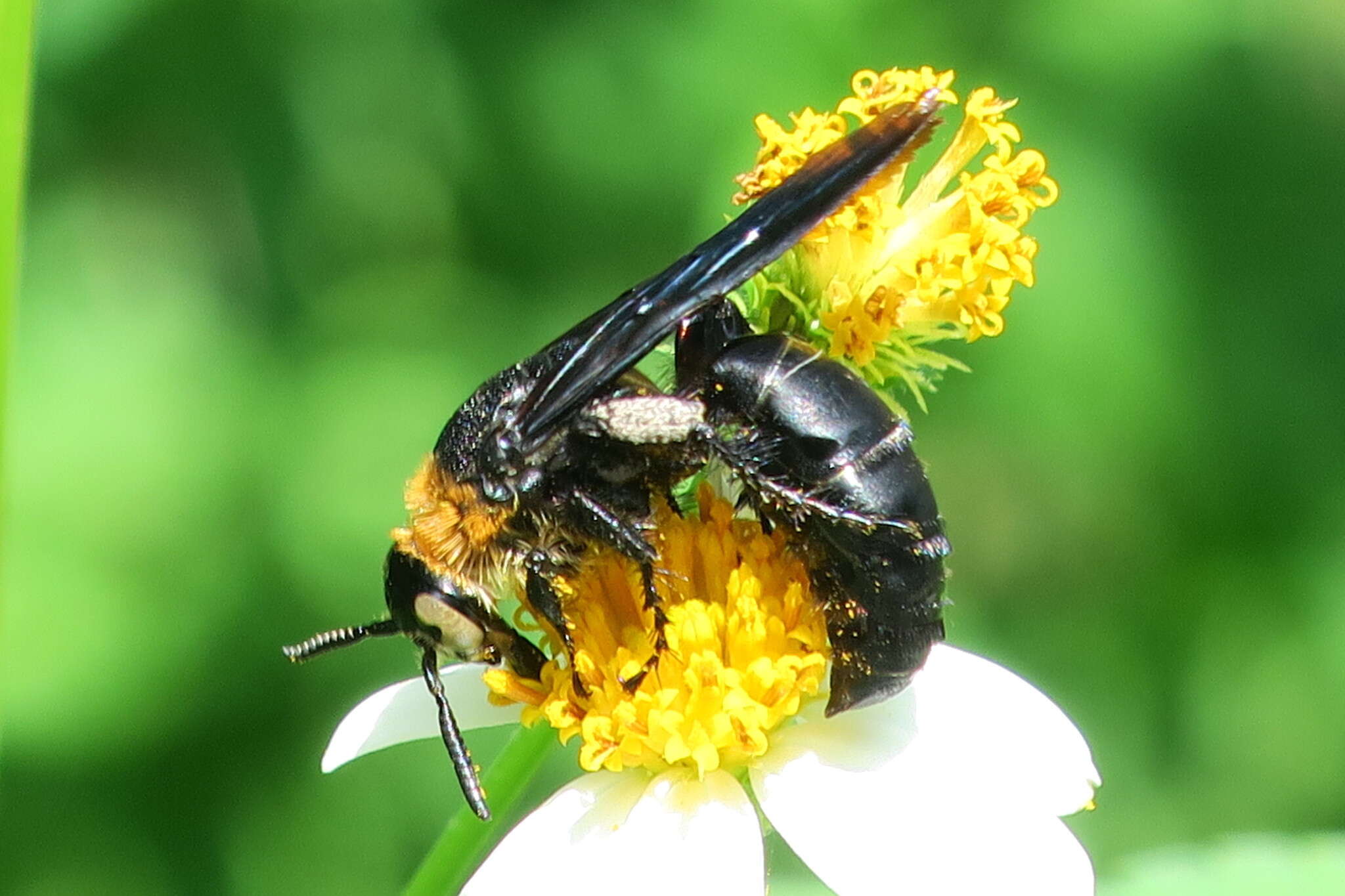 صورة Campsomeriella collaris (Fabricius 1775)