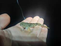 Image of Arctic Staghorn Sculpin