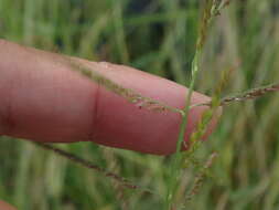 Sivun Eriochloa procera (Retz.) C. E. Hubb. kuva