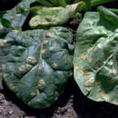 Puccinia aristidae Tracy 1893的圖片