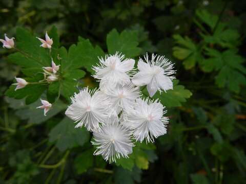 Image of Willamette false rue anemone