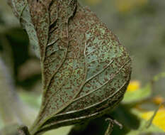 Image of Puccinia helianthi Schwein. 1822