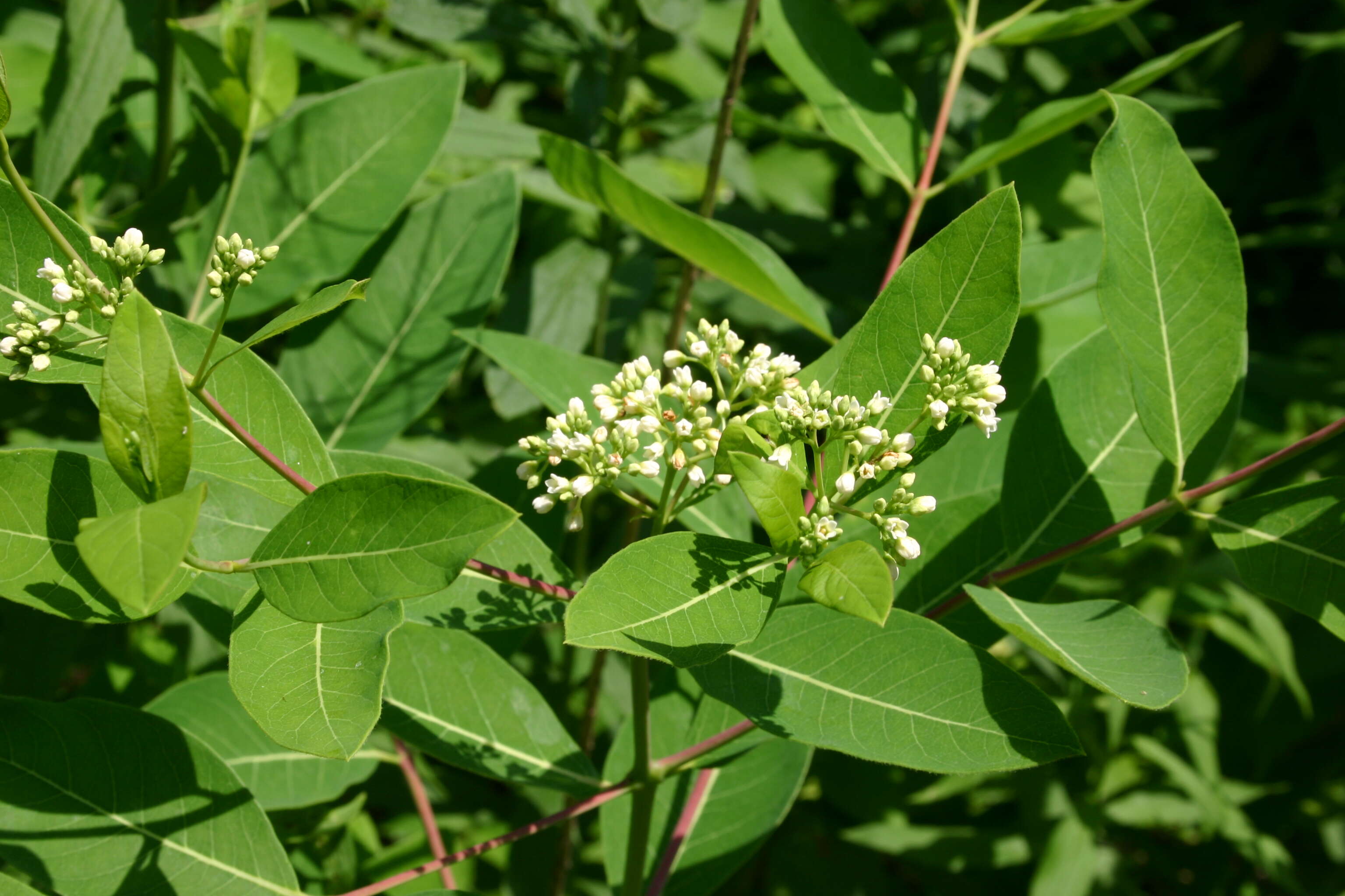 Image of Indian-hemp