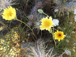 Image of smooth desertdandelion