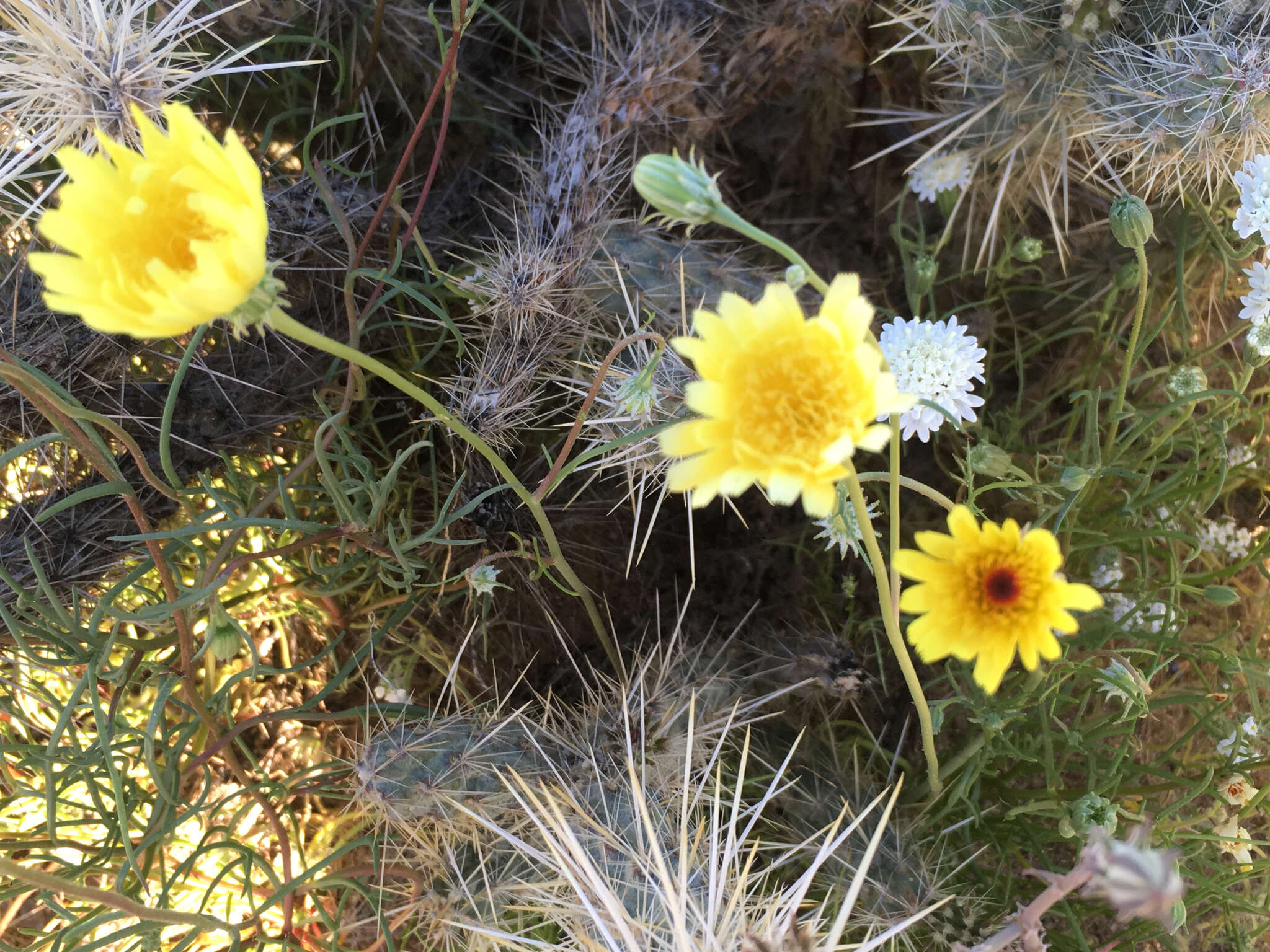 Image of smooth desertdandelion