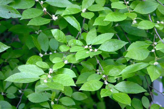 Image of Michigan holly