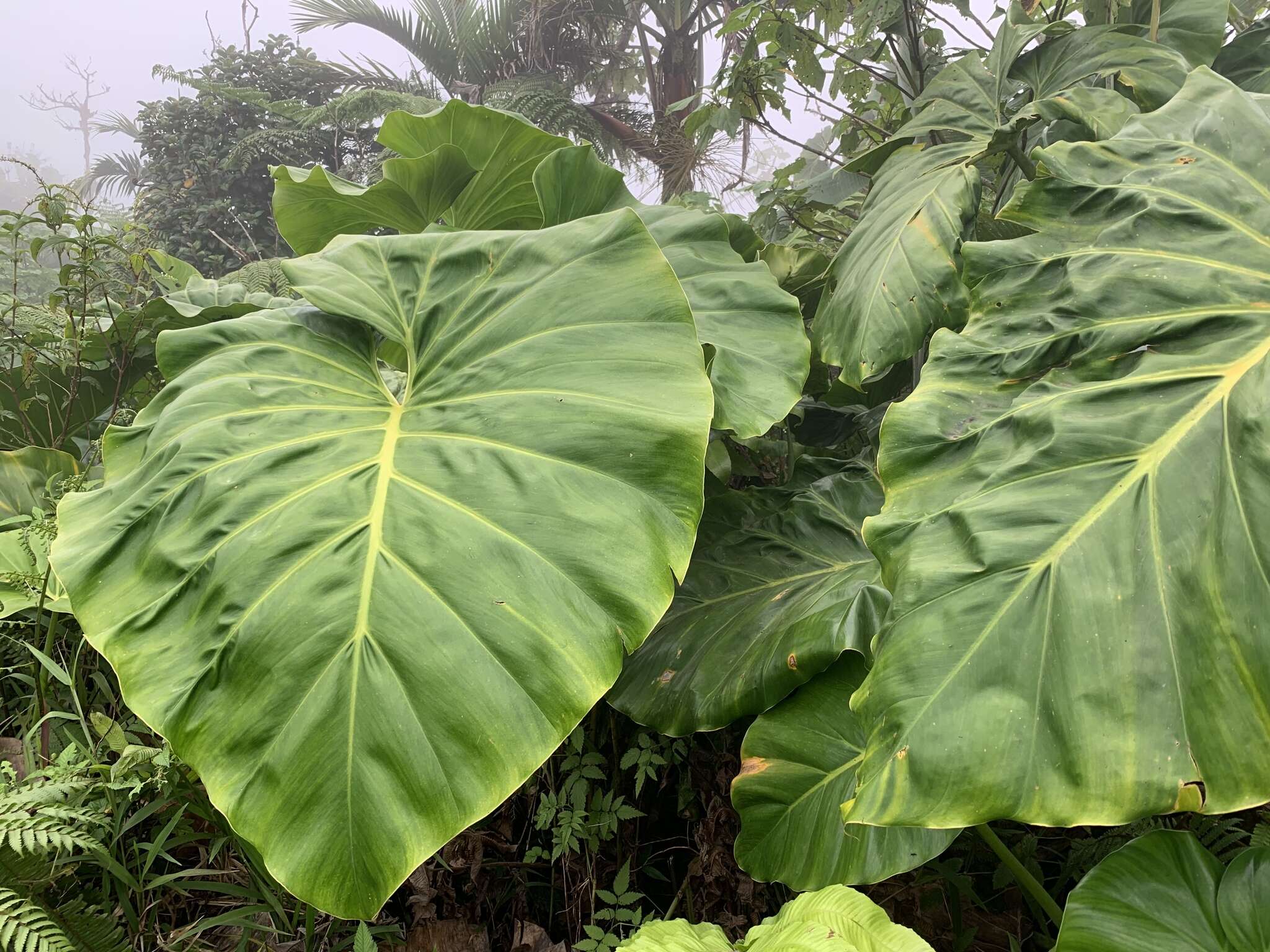 Image of giant philodendron