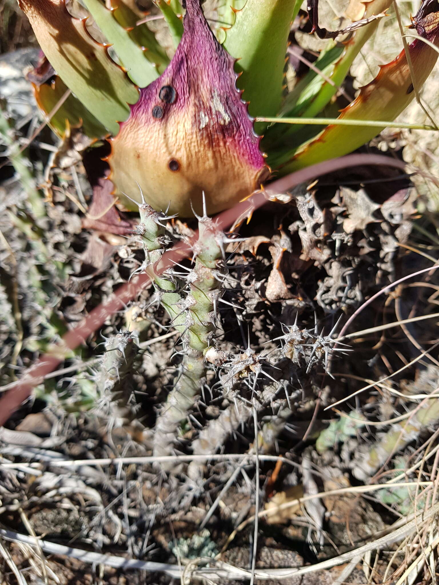 Image of Euphorbia schinzii Pax