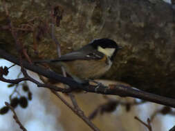 Image of Periparus ater hibernicus (Ingram & W 1910)