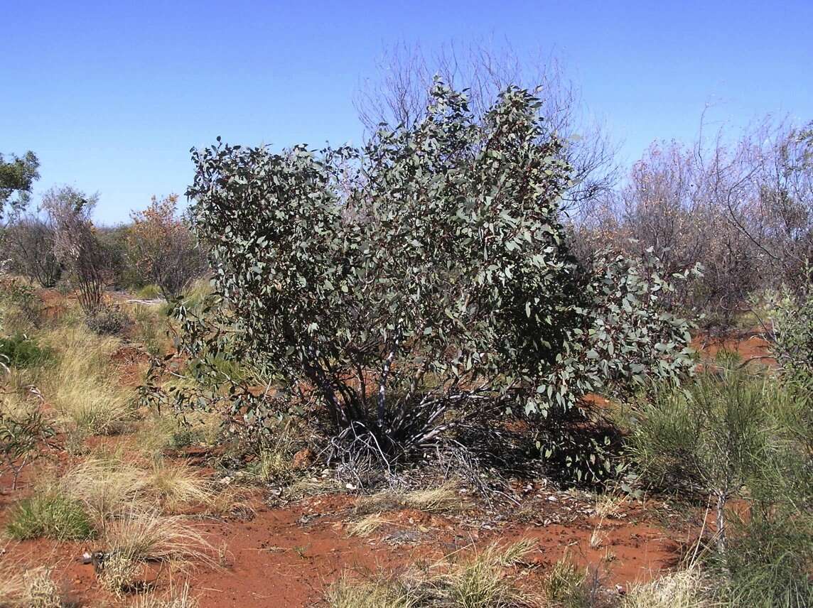 Image of Eucalyptus pachyphylla F. Müll.