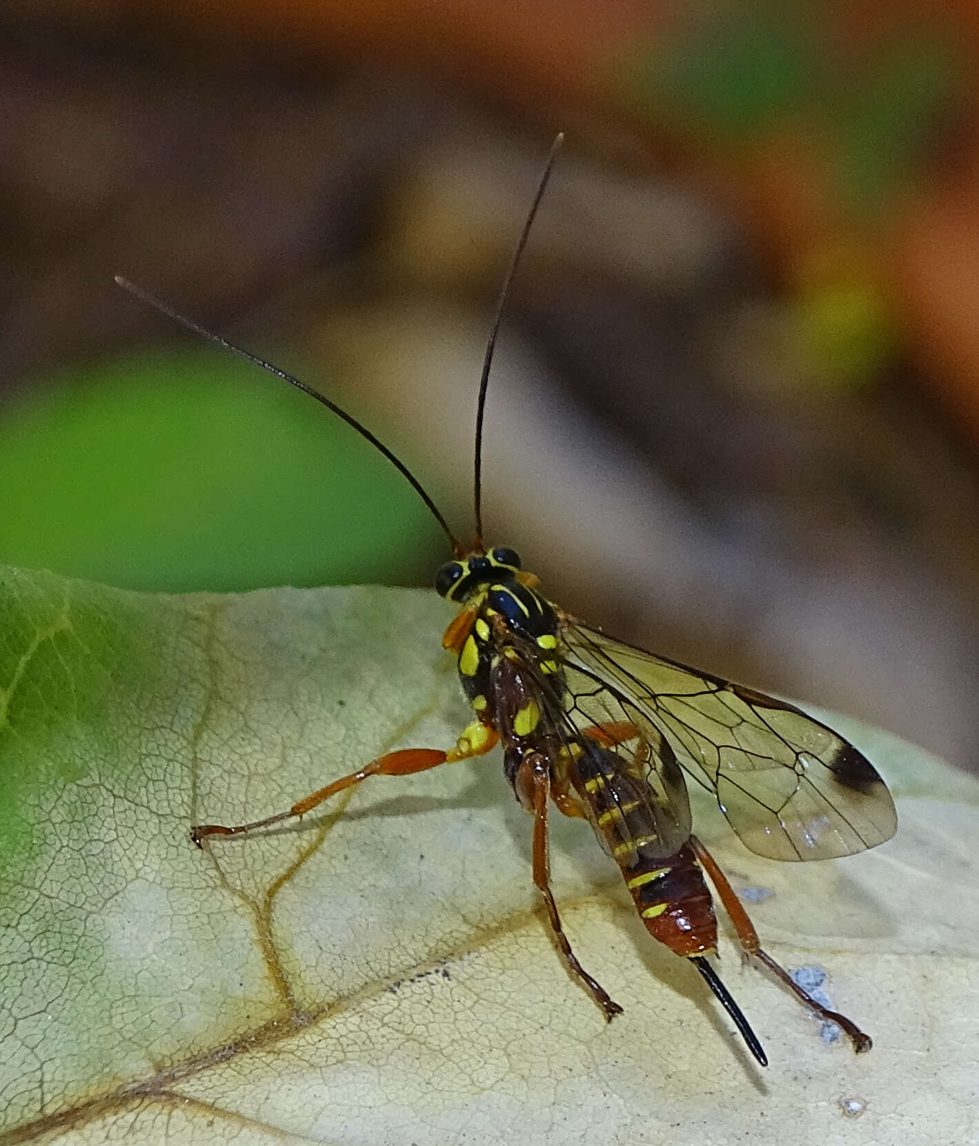 Image of Echthromorpha agrestoria (Swederus 1787)