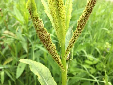 Image of Puccinia punctiformis (F. Strauss) Röhl. 1813