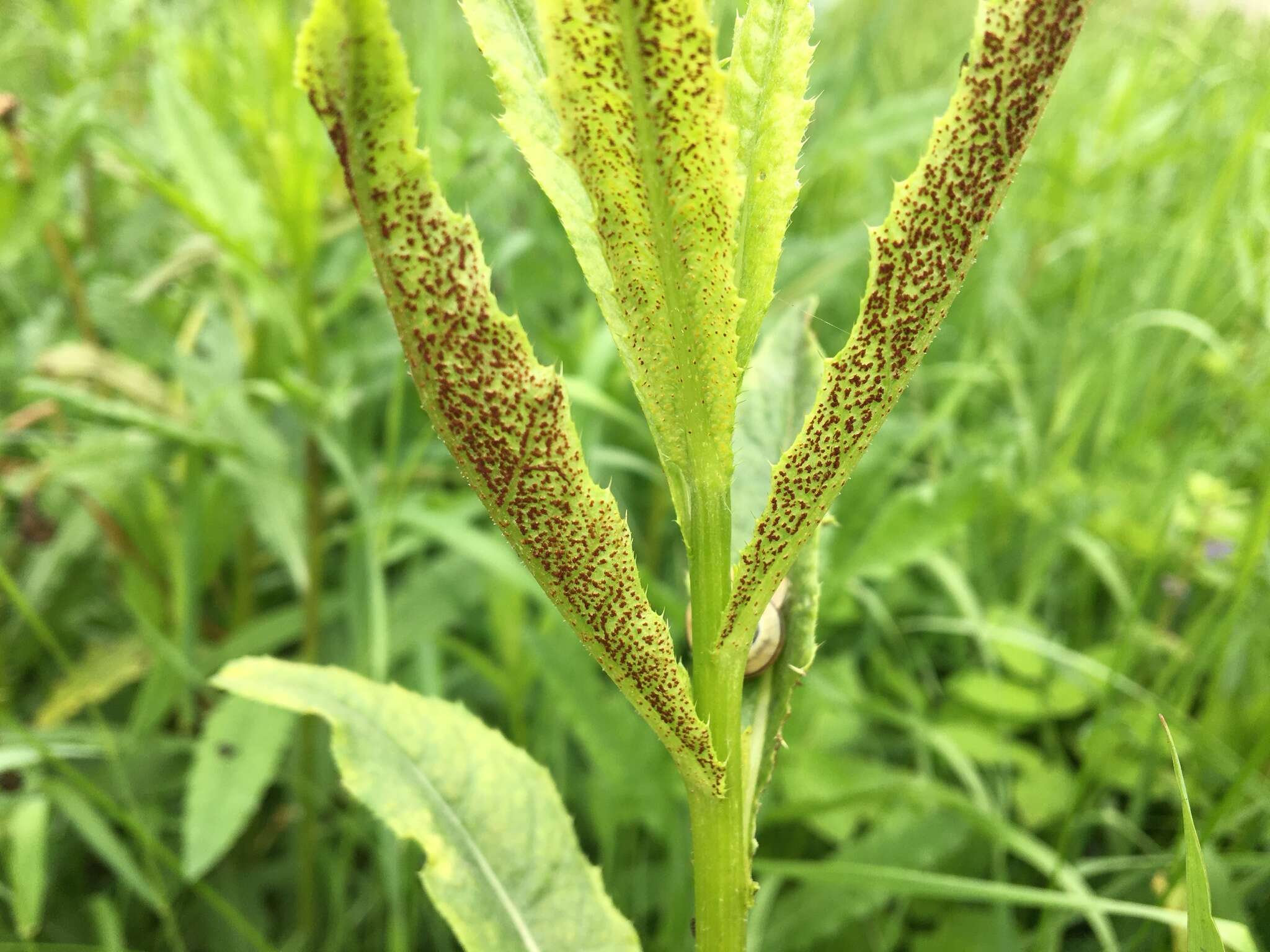 Imagem de Puccinia punctiformis (F. Strauss) Röhl. 1813