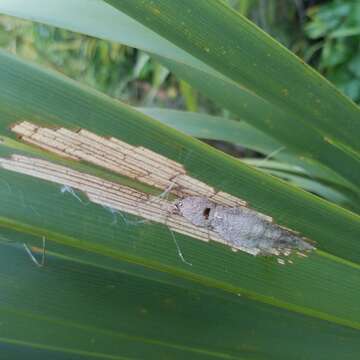 Image of Palm Leaf Skeletonizer