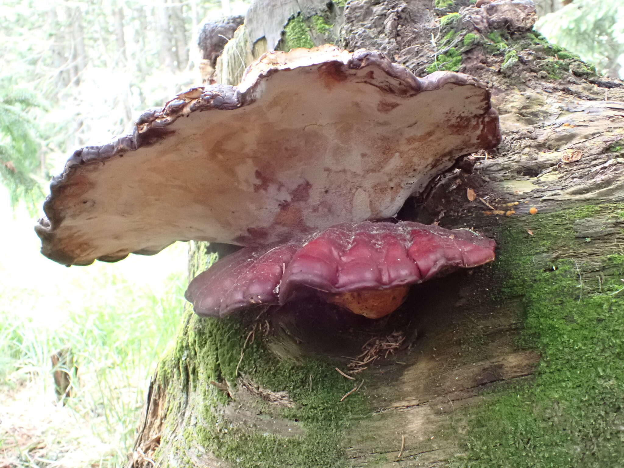 Image of Ganoderma valesiacum Boud. 1895