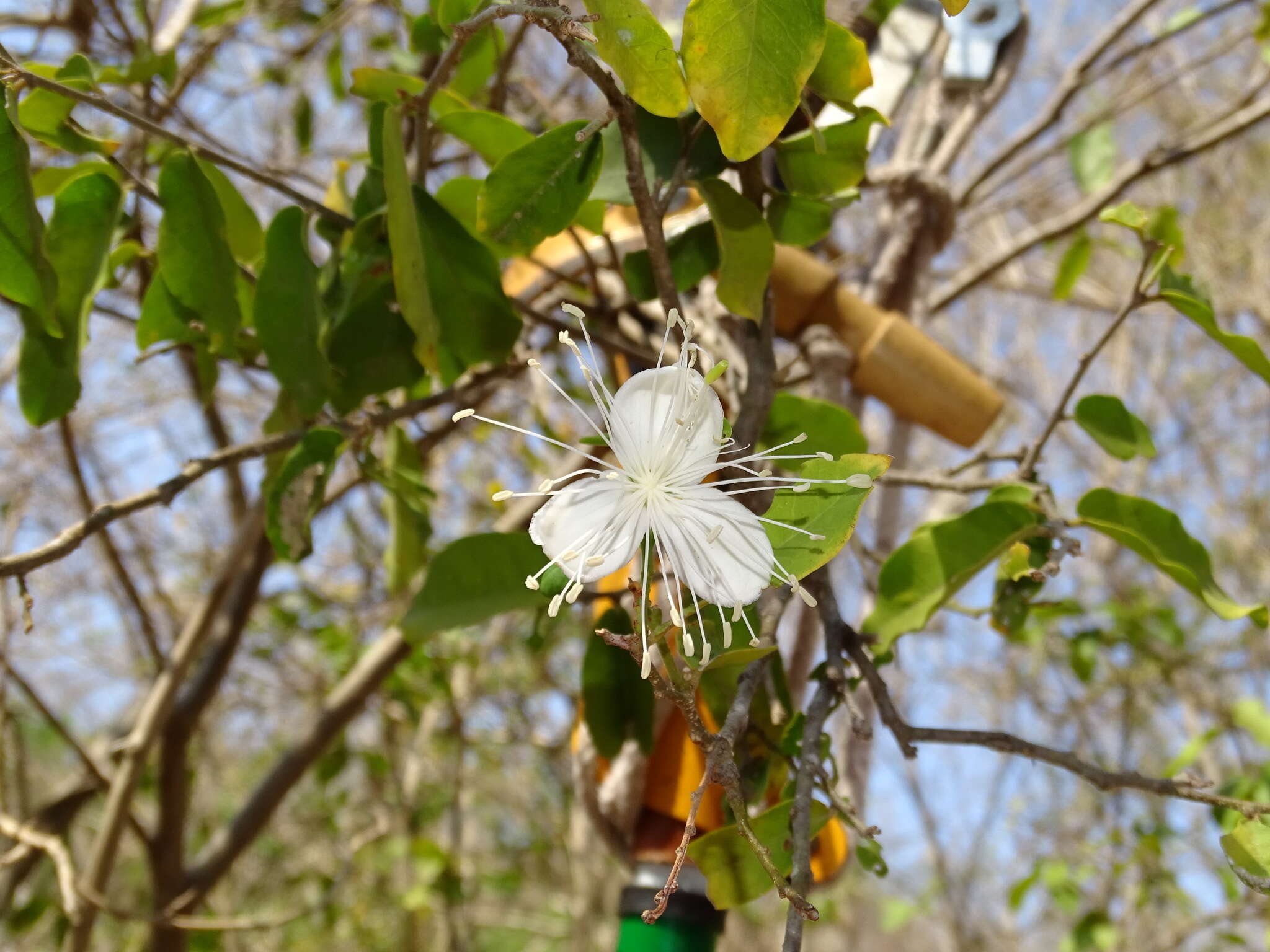 Image of Cynophalla verrucosa (Jacq.) J. Presl