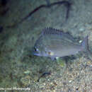 Image of Western yellowfin seabream