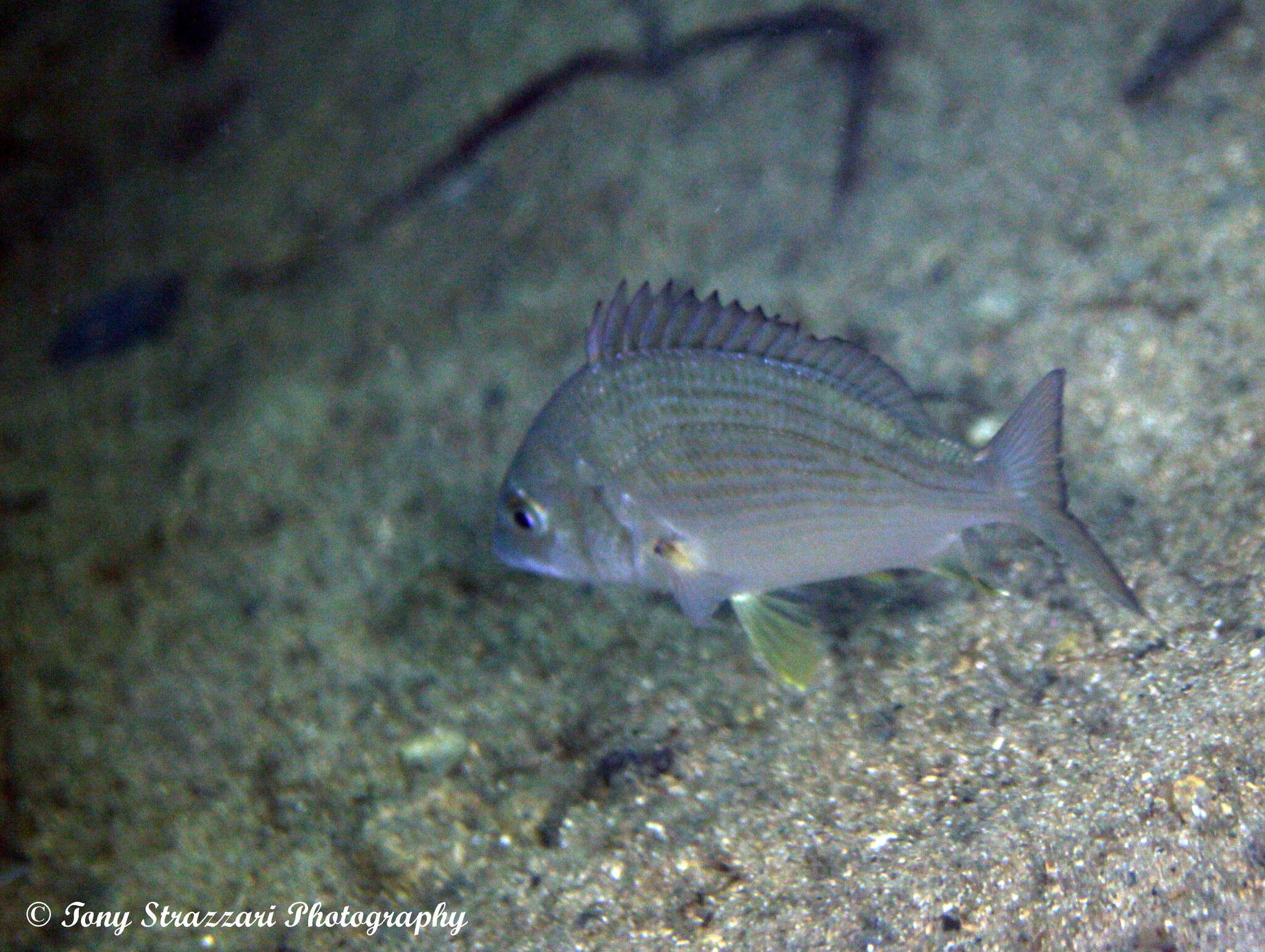 Image of Western yellowfin seabream