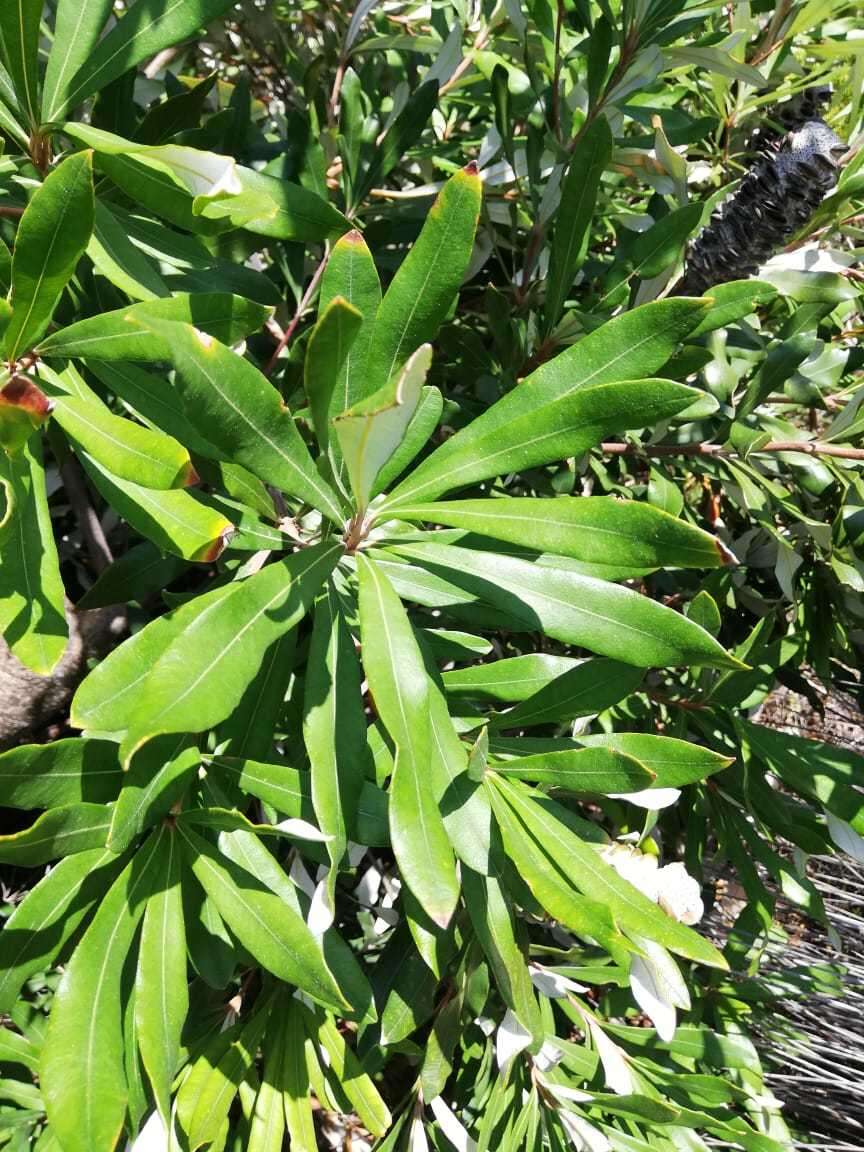 Image of Banksia integrifolia subsp. integrifolia