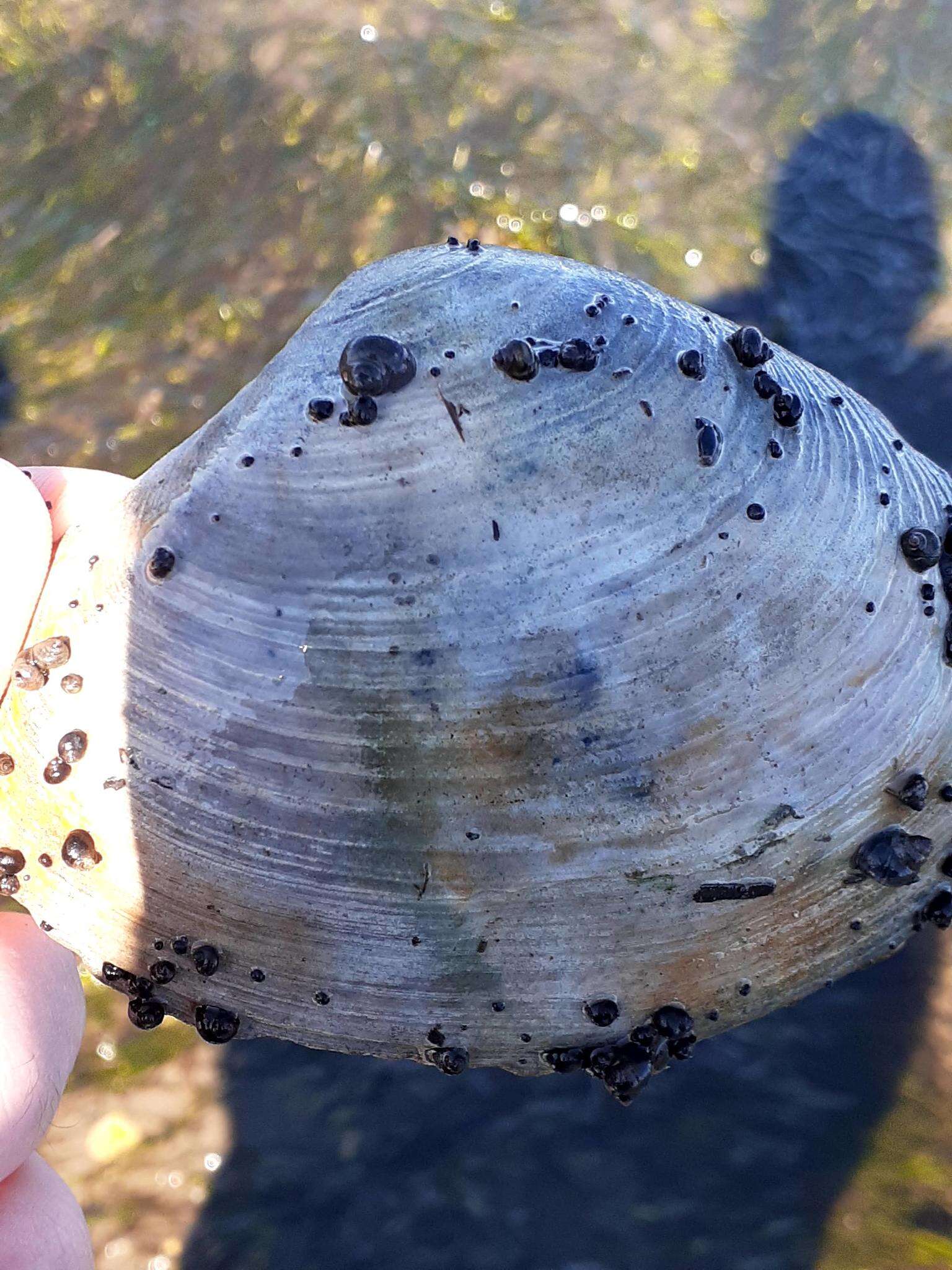 Image of Arctic surfclam