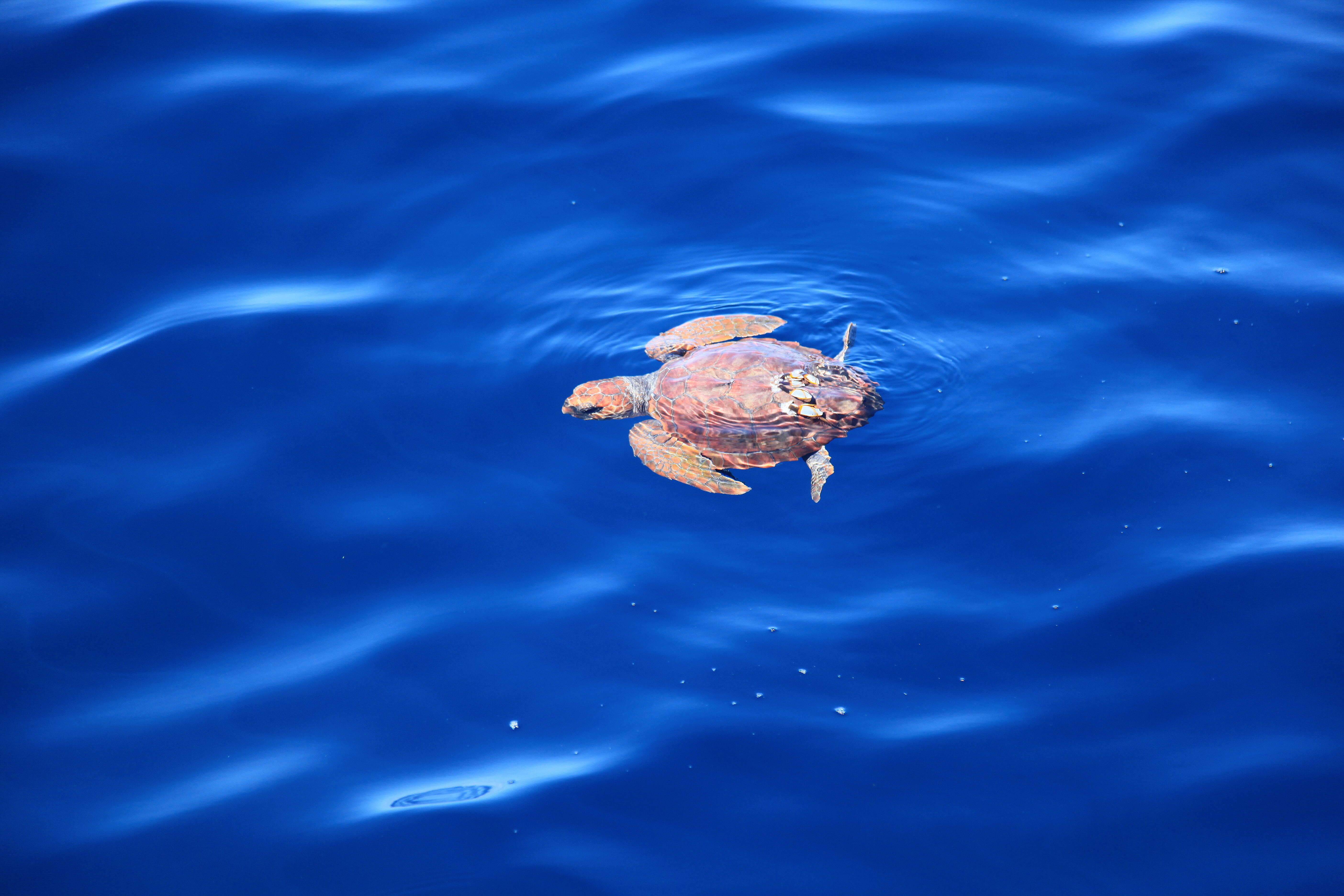 Image of Caretta