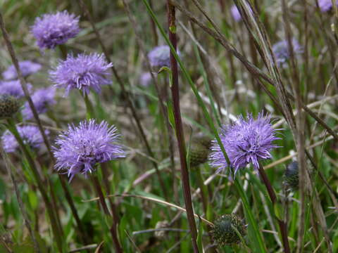 Image of Globularia vulgaris L.