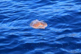 Image of Caretta