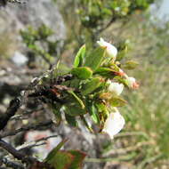 Sivun Gaultheria anastomosans (L. fil.) Kunth kuva