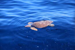 Image of Caretta