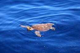 Image of Caretta