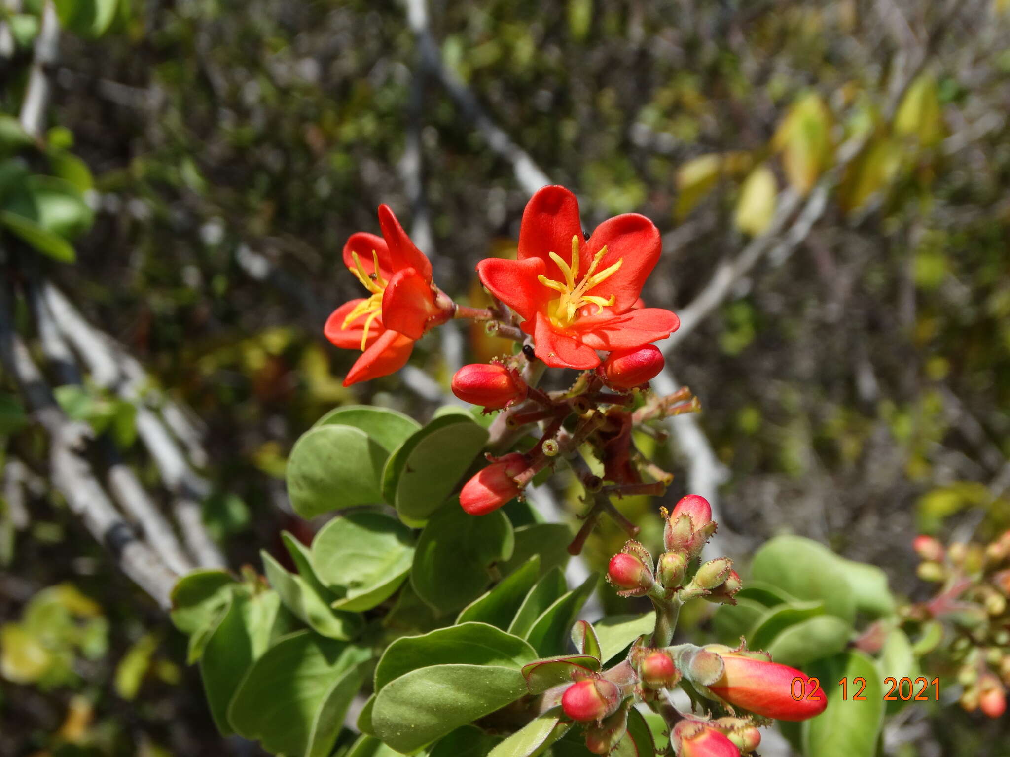 صورة Jatropha mutabilis (Pohl) Baill.