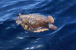 Image of Caretta