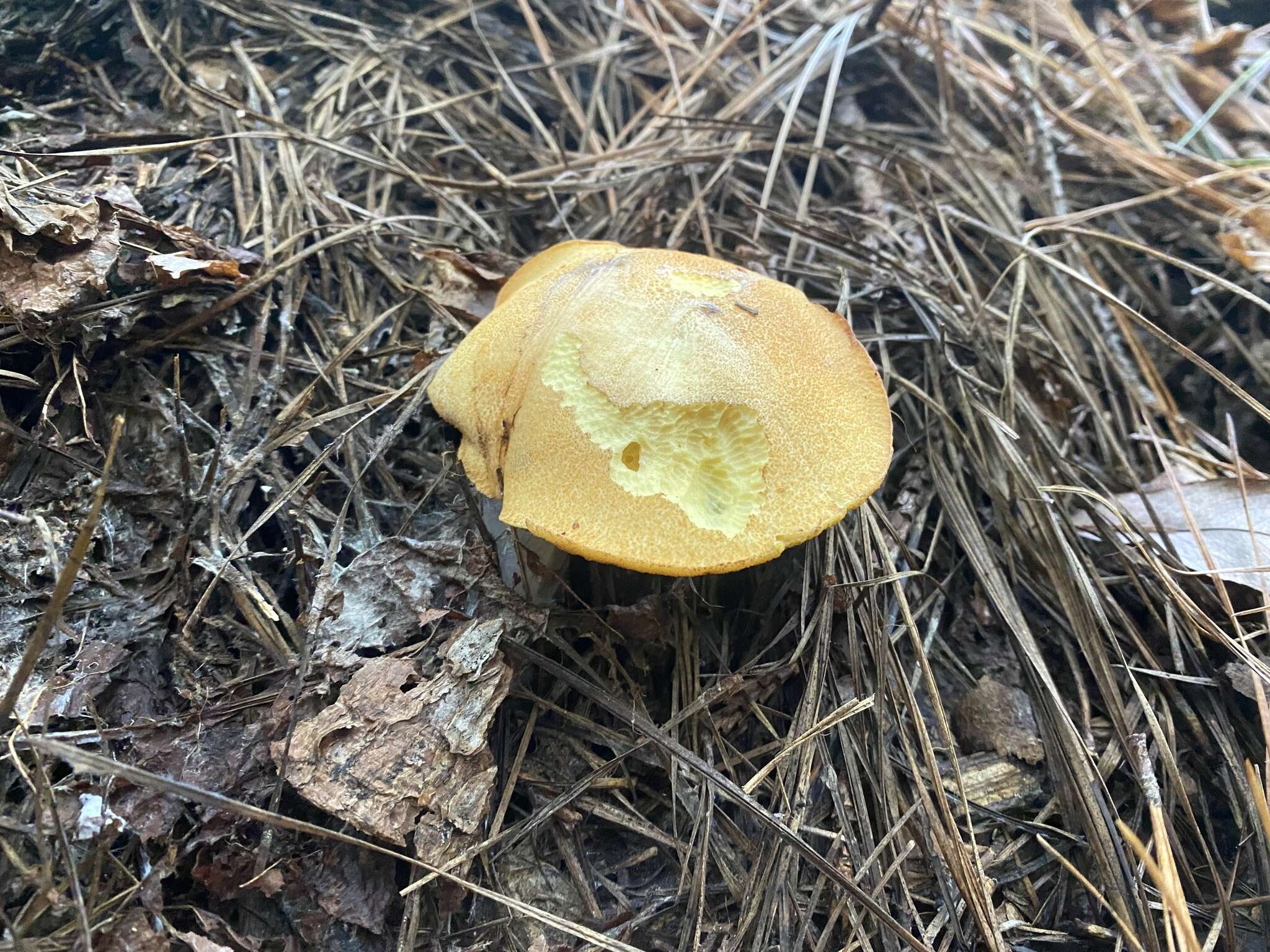 Image of Suillus hirtellus (Peck) Snell 1944