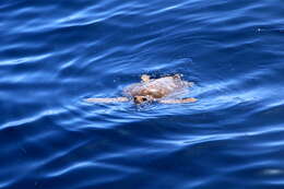 Image of Caretta