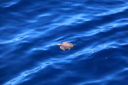 Image of Caretta