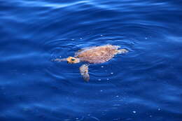 Image of Caretta