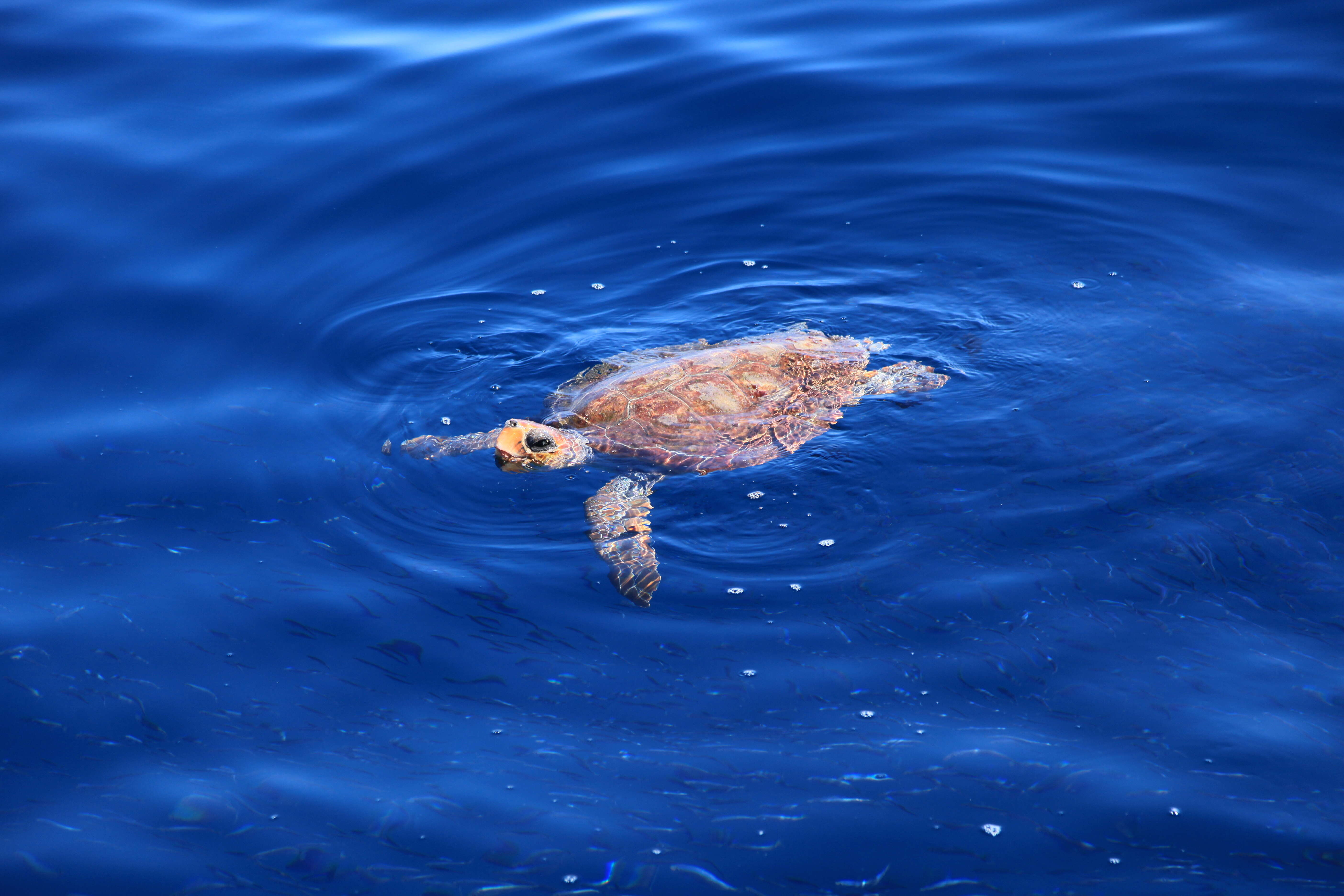 Image of Caretta