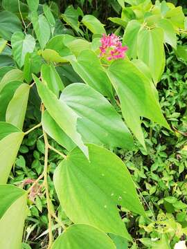 Image of Bauhinia rubeleruziana Donn. Sm.