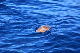 Image of Caretta