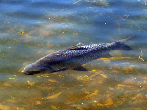 Sivun Prochilodus lineatus (Valenciennes 1837) kuva